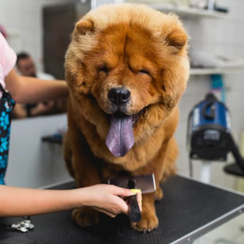 Grooming σκύλου: Τι πρέπει να γνωρίζουμε για τον καλλωπισμό του σκύλου μας