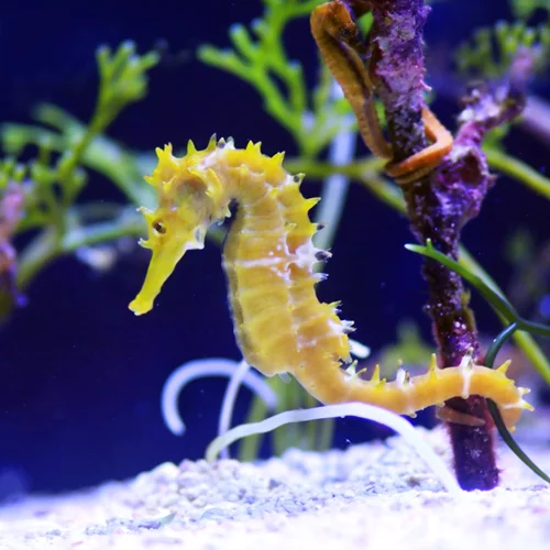 Ιππόκαμπος: 6 trivia για το «κέντρο της μνήμης» στον εγκέφαλό μας