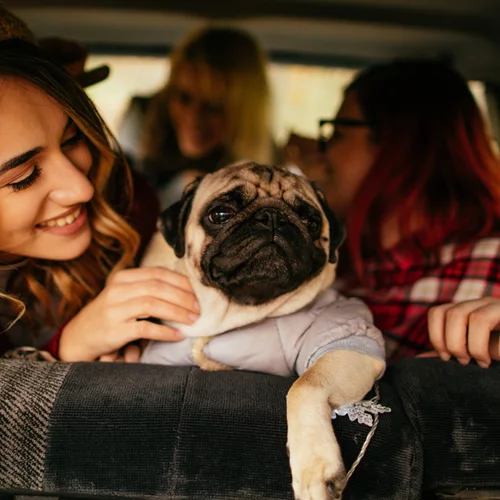 Πώς θα προστατεύσουμε το κατοικίδιό μας αποτελεσματικά από το κρύο;