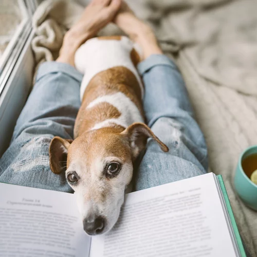 Mένουμε σπίτι και διαβάζουμε αγαπημένα βιβλία - Πώς θα τα ανανεώσεις;