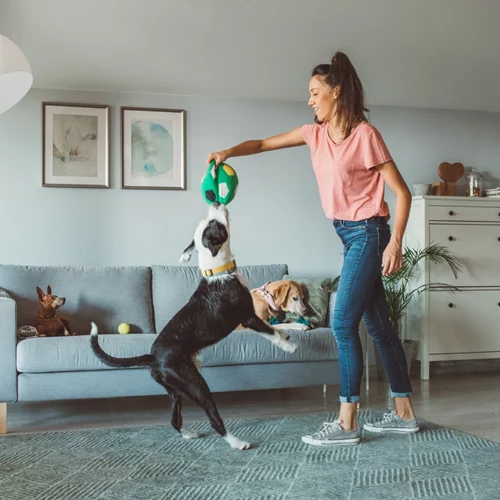 10 προβλήματα συμπεριφοράς του σκύλου και πώς να τα λύσουμε