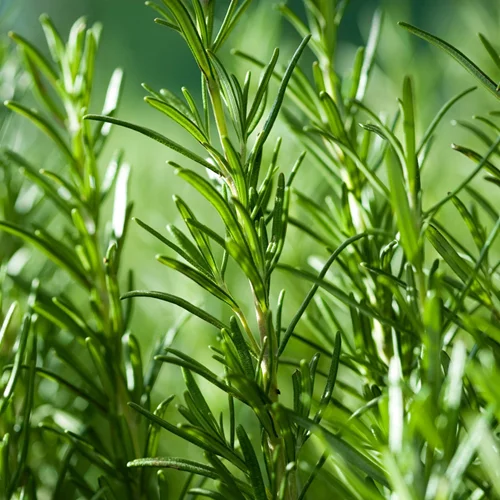 Το μυρωδικό που κάνει θαύματα στην επιδερμίδα σου