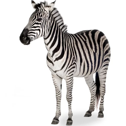 #WeWearStripes: Τι σχέση έχουν οι ζέβρες με τις σπάνιες παθήσεις;