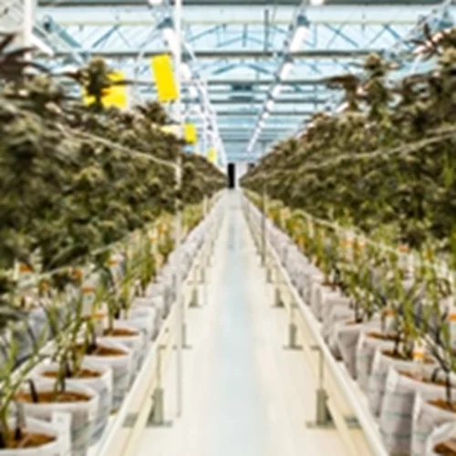 Πιστοποίηση GACP για την Tikun Olam Ελλάδος από την Q-CERT