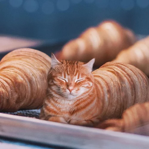 Όταν ο σουρεαλισμός συναντάει το φαγητό, μια γάτα μεταμορφώνεται σε κρουασάν