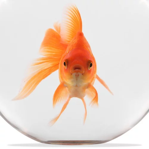 Comfort Zone: Πώς θα βγεις από τη ζώνη άνεσης και θα αλλάξεις τη ζωή σου