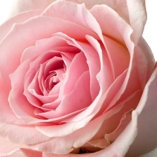 6 ερωτήσεις και απαντήσεις για το μαστογραφικό έλεγχο