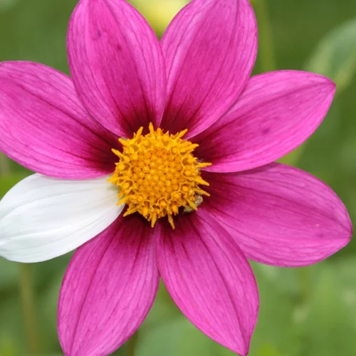 6 facts για τις σπάνιες παθήσεις