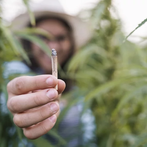 Έρευνα: Πώς μπορεί να επηρεάζει τους πνεύμονες το κάπνισμα κάνναβης