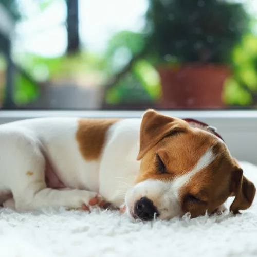 Κουτάβι στο σπίτι; Όσα πρέπει να γνωρίζεις για τη φροντίδα του