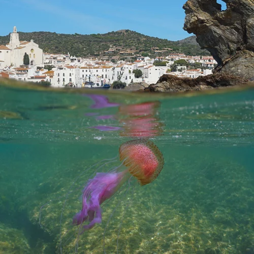 Μωβ μέδουσες: Πόσο επικίνδυνες είναι για τα μικρά παιδιά - Τι κάνουμε αν μας τσιμπήσουν