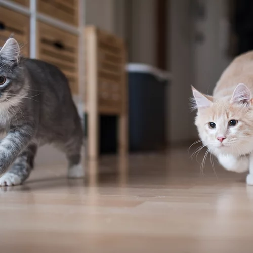 Περισσότερες από 1 γάτες στο σπίτι; Πώς θα πετύχεις τη μαγική συμβίωση;