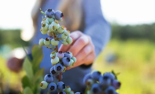 Βlueberries: Όλοι οι λόγοι για να τα εντάξεις στη διατροφή σου