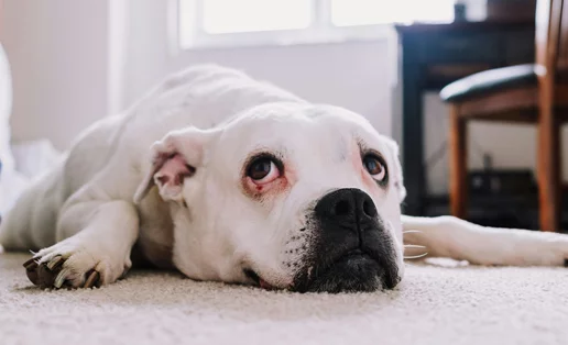 Πώς οι σκύλοι στο σπίτι μπορούν να μας μεταδώσουν σαλμονέλα: Η έρευνα που πρέπει να γνωρίζεις