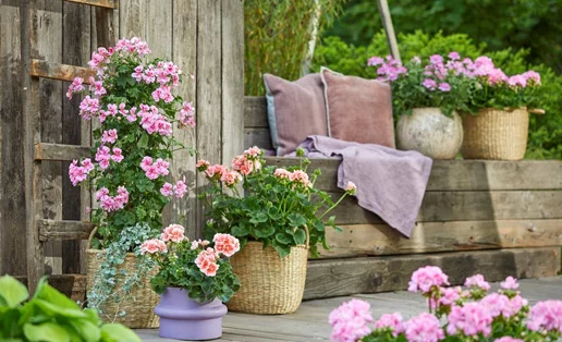 Ποια λουλούδια δημιουργούν μια μοναδική ατμόσφαιρα διακοπών;