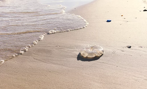 Τι πρέπει να κάνεις αν σε τσιμπήσει τσούχτρα - (όχι μη ρίξεις ξύδι!)