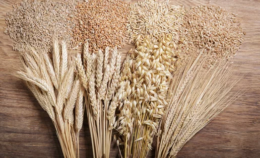 4 οφέλη που προσφέρει το κριθάρι | Plus βοηθά στο αδυνάτισμα