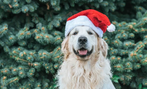 Έχεις κατοικίδιο; Δες ποιον κίνδυνο υγείας μειώνει | Νέα έρευνα