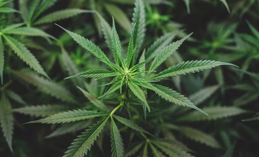 10 βότανα που μιμούνται την κάνναβη