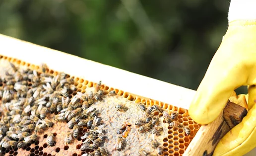 Στο θαυμαστό κόσμο της μέλισσας μαζί με την Μαρία Σάκκαρη