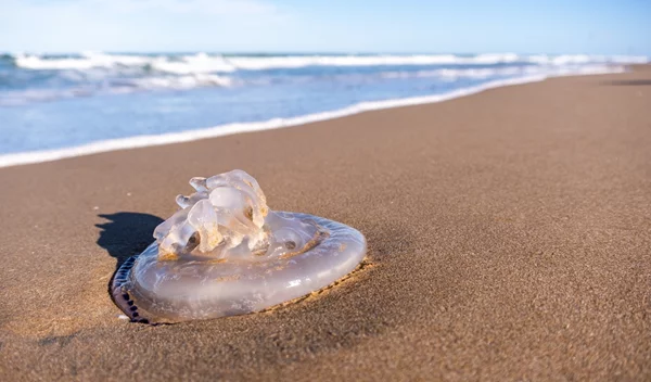 Τσίμπημα τσούχτρας: Λειτουργούν τα ούρα ως αντίδοτο; Τι λέει η επιστήμη