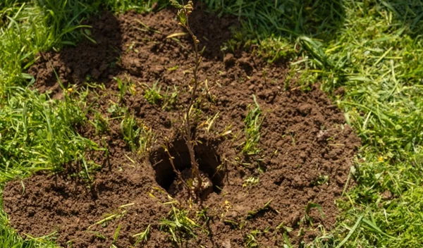 Πώς μπορούμε να σώσουμε τον πλανήτη; Μια ιστορία δράσης που συγκινεί - και μας γεμίζει ελπίδες για το μέλλον