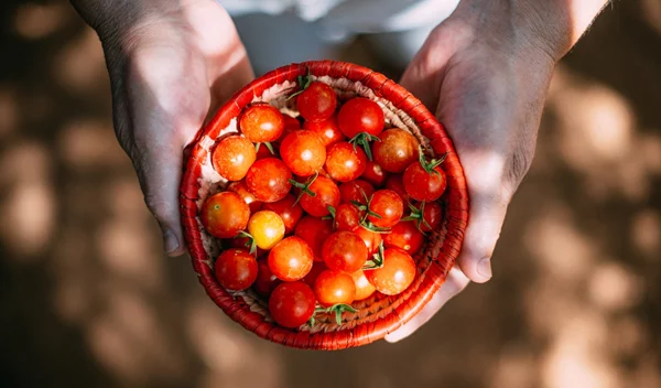 Ντομάτες και ντοματίνια: Οι διαφορές τους και τι να προτιμήσεις