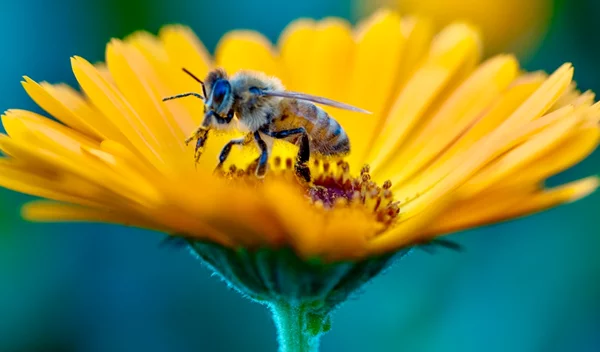 Μπορεί το δηλητήριο της μέλισσας να είναι η θεραπεία για τον καρκίνο του μαστού;