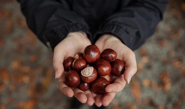 "Καίνε" λίπος στην κοιλιά τα κάστανα; Τι δείχνουν τα δεδομένα για το χειμερινό σνακ