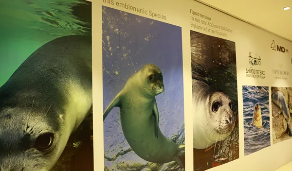 Μεσογειακή Φώκια: Ενώνουμε δυνάμεις για την προστασία της!