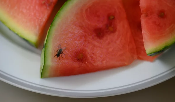 Καθάρισε την κουζίνα σου από έντομα: Tips που δουλεύουν πραγματικά