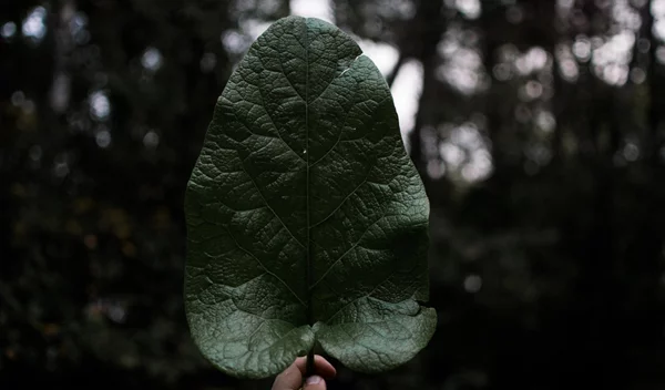 Τι είναι τα λειτουργικά τρόφιμα και γιατί είναι σημαντικά;