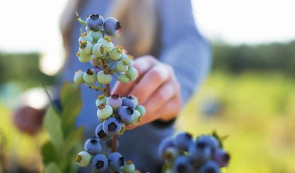 Βlueberries: Όλοι οι λόγοι για να τα εντάξεις στη διατροφή σου
