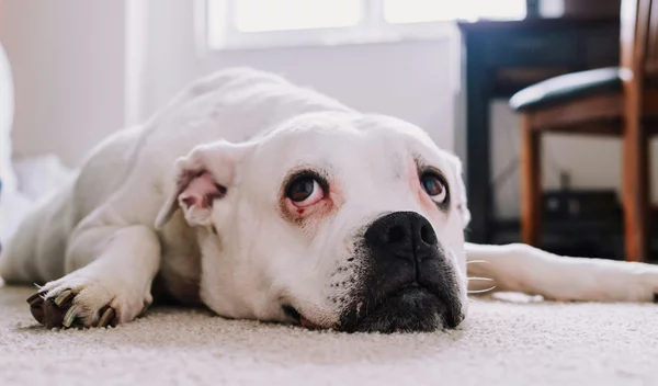 Πώς οι σκύλοι στο σπίτι μπορούν να μας μεταδώσουν σαλμονέλα: Η έρευνα που πρέπει να γνωρίζεις