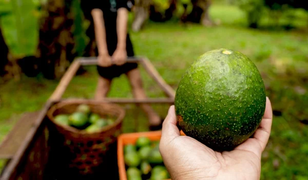 Veganuary: Τα food miles και γιατί πρέπει να σκεφτόμαστε προτού αγοράσουμε (vegan ή μη προϊόντα)