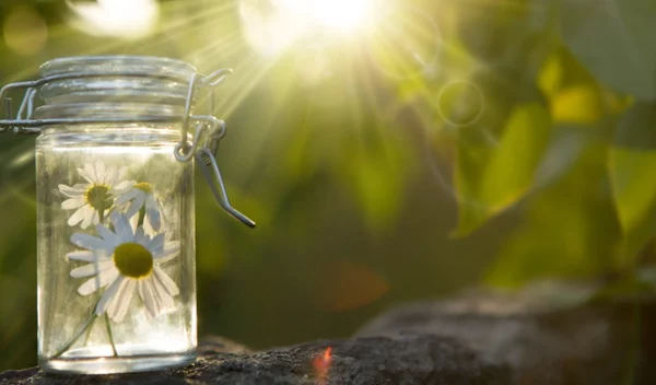 Ανθοϊάματα Bach: Μία εναλλακτική θεραπεία για θλίψη, άγχος, πόνο