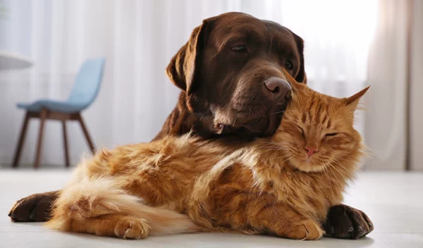 Ψυχοπαθείς και σαδιστές πιο πιθανό να κακοποιούν ζώα – Τι δείχνει η έρευνα