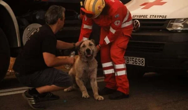 Πώς μπορείς να βοηθήσεις τα πυρόπληκτα ζώα