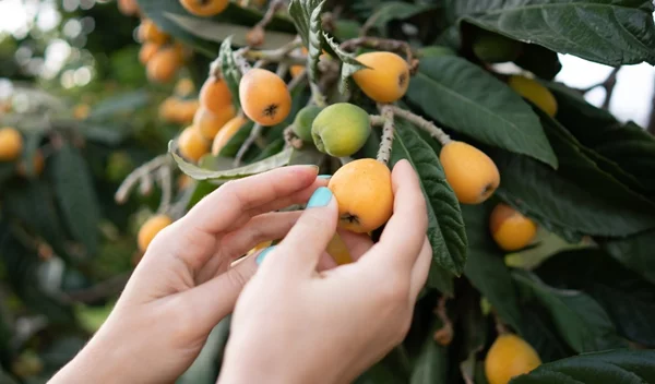 Μούσμουλα: Πώς αυτά τα φρούτα εποχής κάνουν απίστευτο καλό στην υγεία μας;
