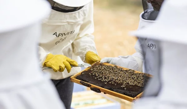 Αυτή είναι η πιο αξιέπαινη δράση για την προστασία του περιβάλλοντος και της μέλισσας