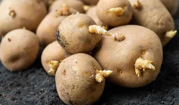 Γιατί οι φύτρες στις πατάτες δεν είναι επικίνδυνες - και πότε να ανησυχήσεις