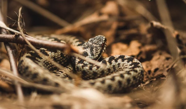 True story: "Δάγκωσε το γιο μου οχιά στην Αττική"