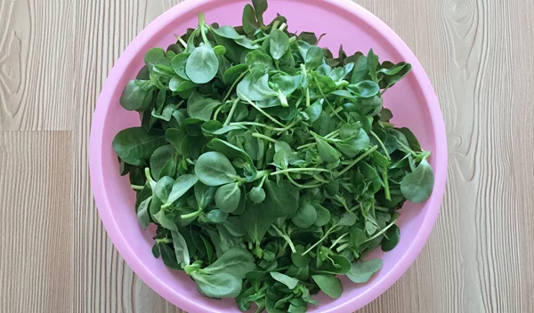 Γλιστρίδα: Το καλοκαιρινό βότανο με τα περισσότερα ωμέγα-3 - Όλα τα οφέλη της σύμφωνα με τον βοτανολόγο