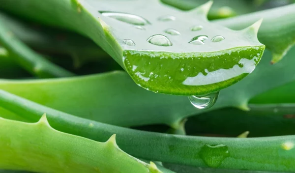 Μετά την ασπαρτάμη και η αλόη στη λίστα με τα πιθανώς καρκινογόνα του ΠΟΥ;