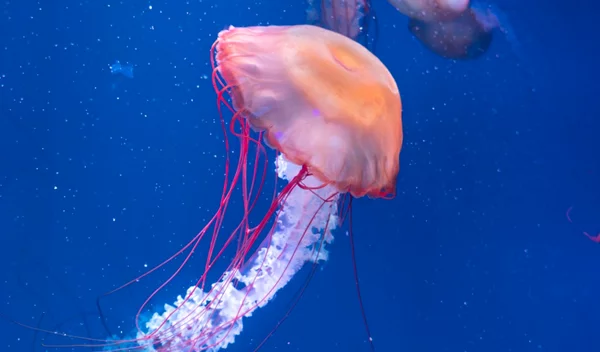 Μωβ μέδουσες: Πώς θα τις αποφύγουμε και οι πρώτες βοήθειες