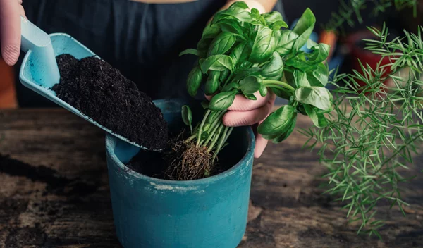 6 φυτά για το μπαλκόνι σου που απωθούν τα κουνούπια
