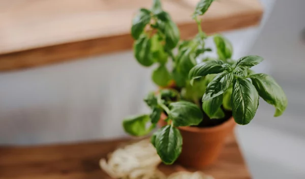 Τα τοπ 7 φυτά που απωθούν τα κουνούπια - Τέλος στα χημικά