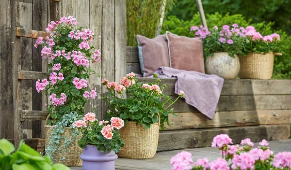 Ποια λουλούδια δημιουργούν μια μοναδική ατμόσφαιρα διακοπών;