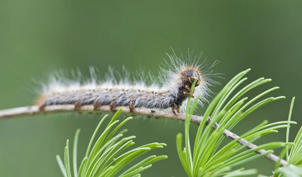 Το ξέρατε πως οι κάμπιες μπορεί να μας κάνουν... επίθεση; Τips για την αλλεργία στις κάμπιες