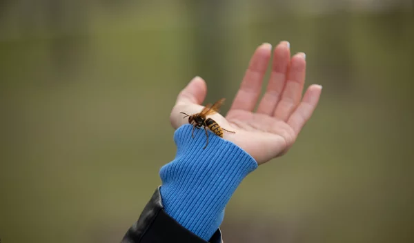 Τσίμπημα μέλισσας: Πότε να ανησυχήσουμε για αλλεργική αντίδραση;